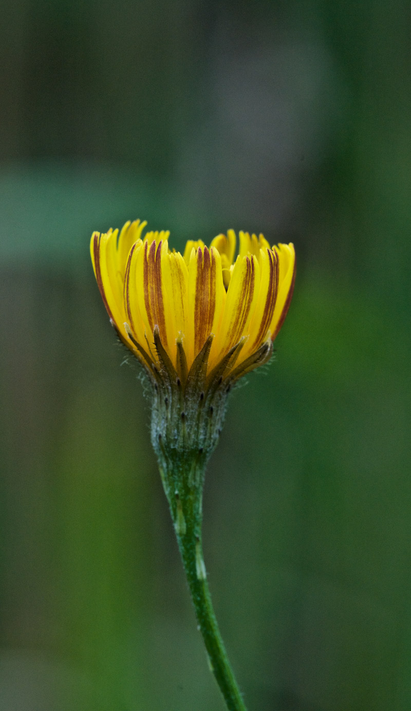 Hawkbit1408161