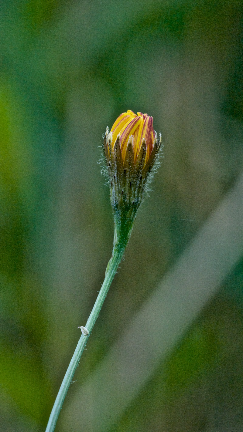 Hawkbit1408162