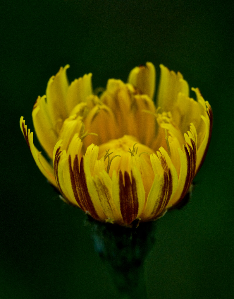 Hawkbit1408163