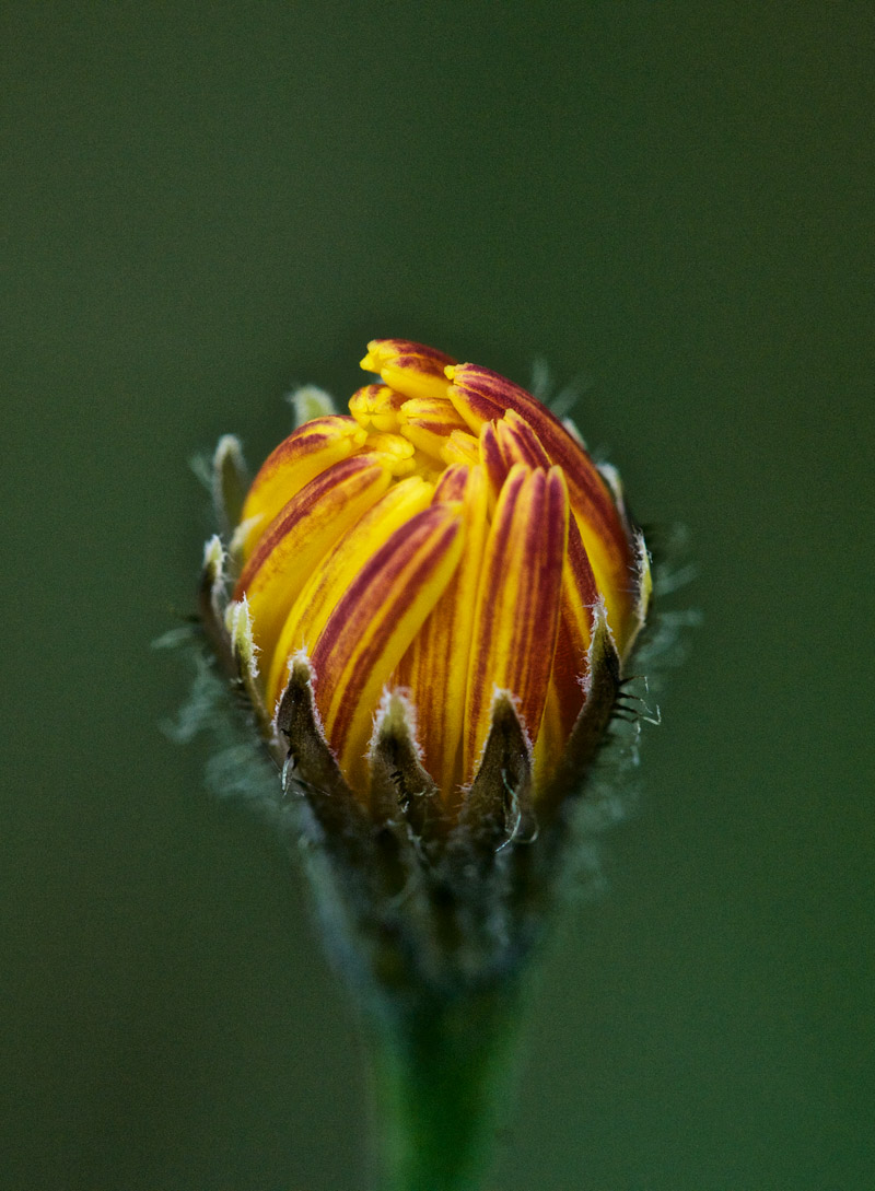 Hawkbit1408164