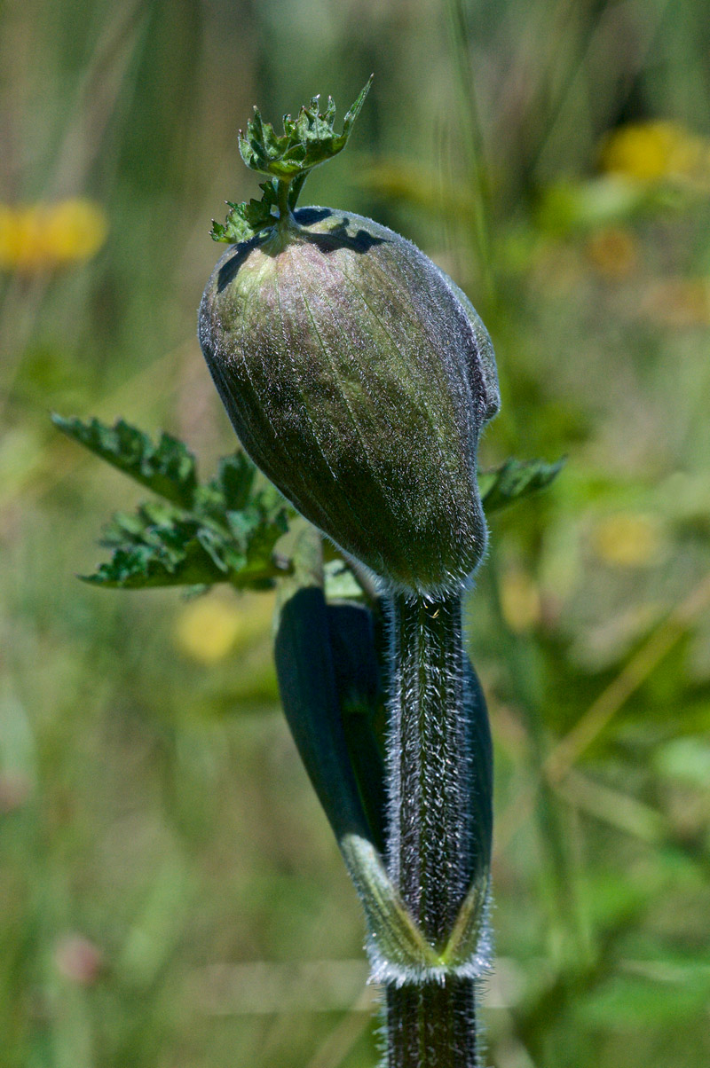 Hogweed1507161