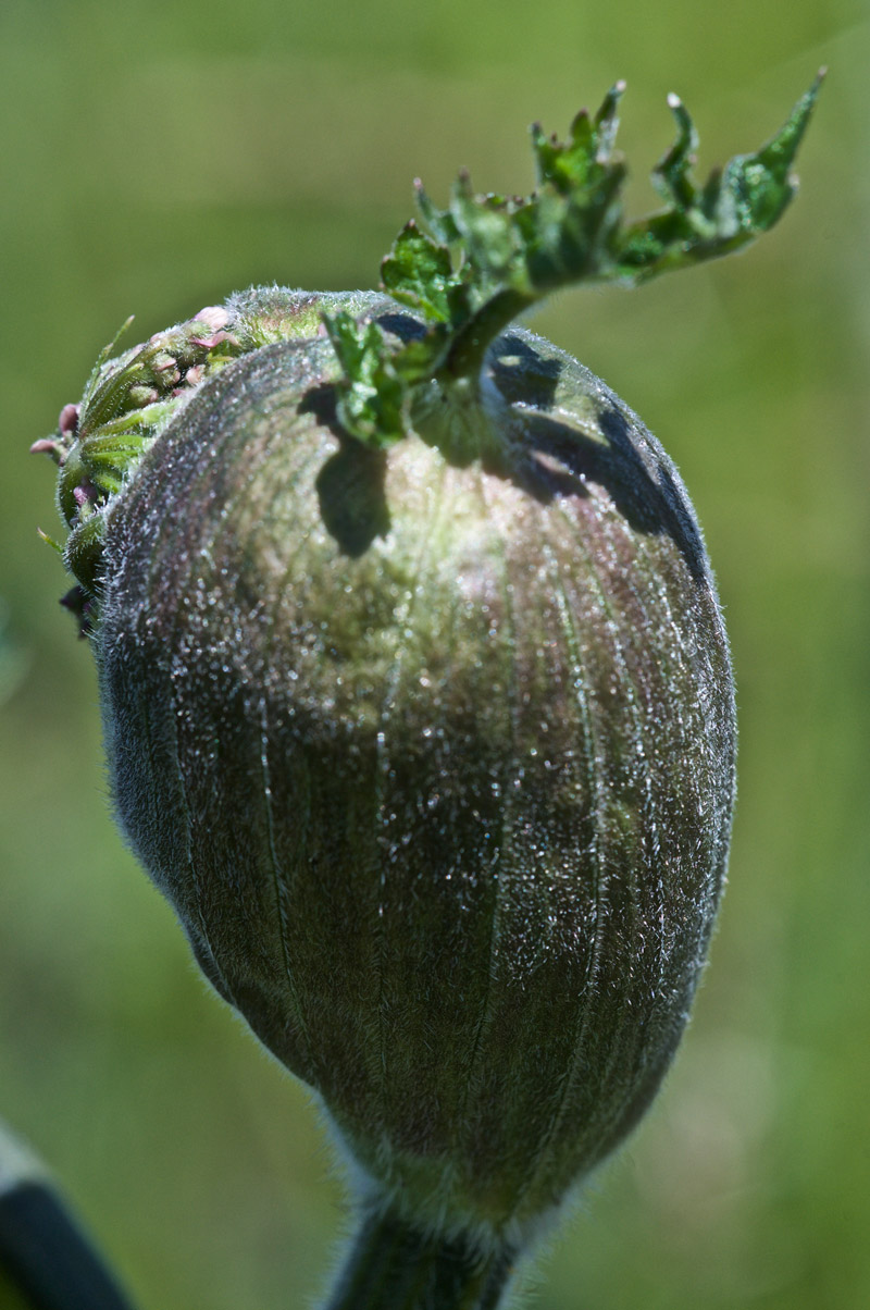 Hogweed1507162