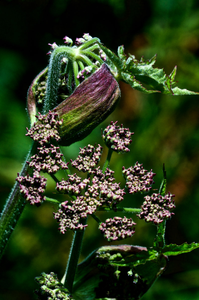 Hogweed1507163