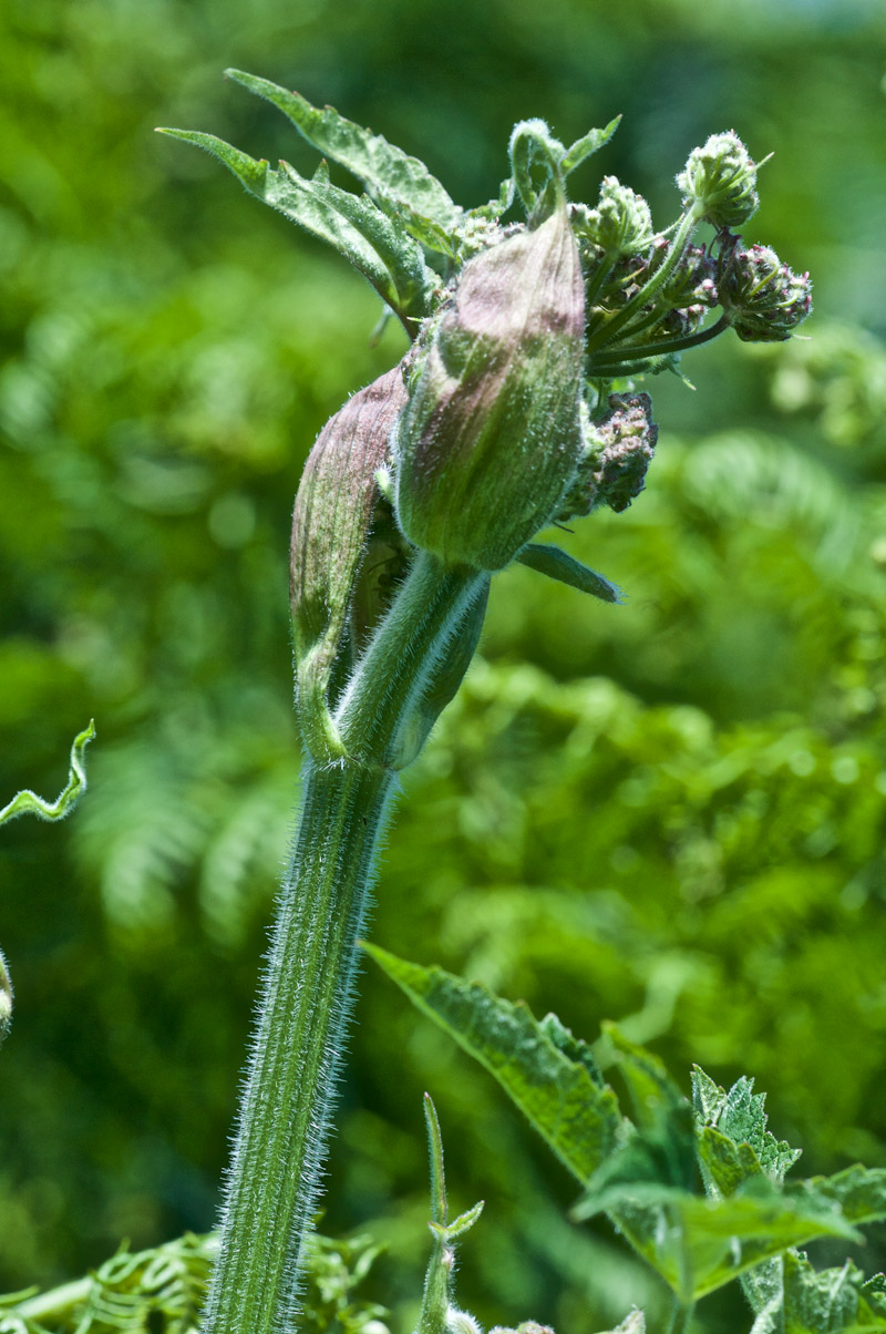 Hogweed1507165