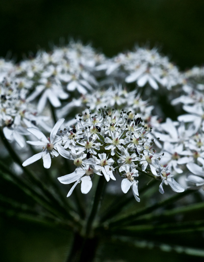 Hogweed1507166