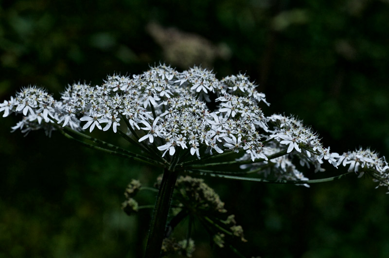 Hogweed1507167