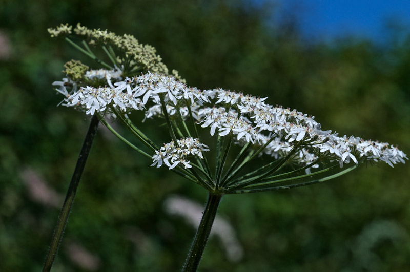 Hogweed1507168