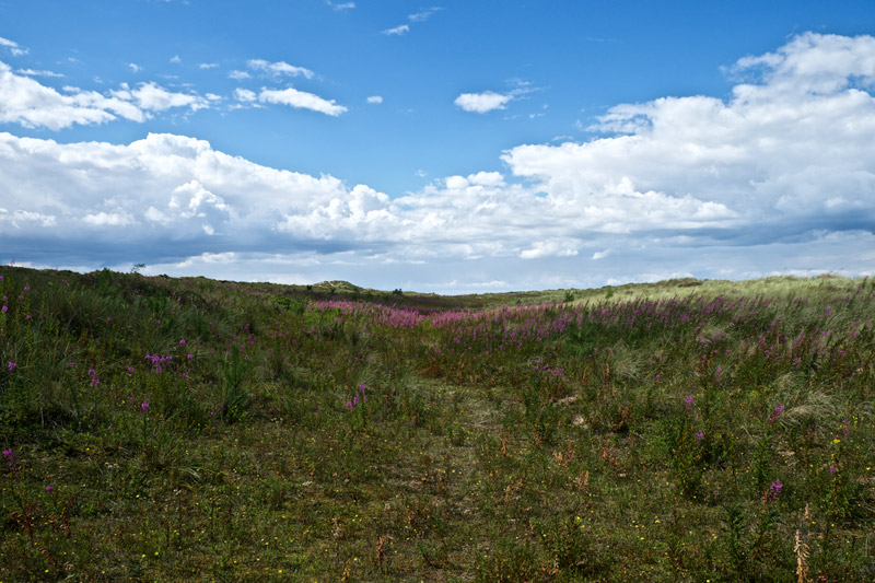 Holkham0408161