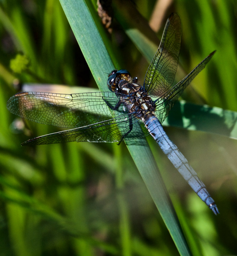 KeeledSkimmer1907162