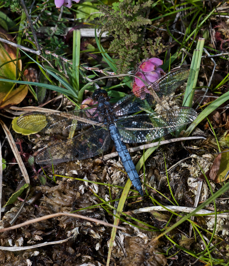 KeeledSkimmer2407161