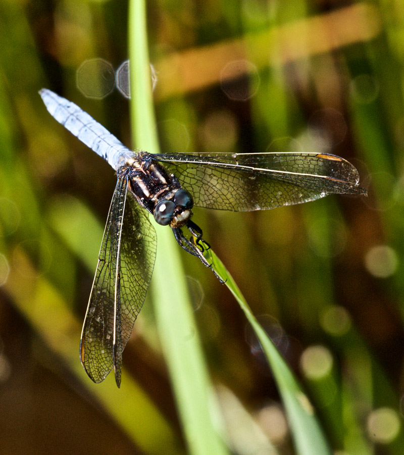 KeeleSkimmer1907161