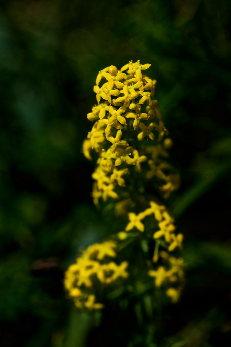 LadysMantle2407161