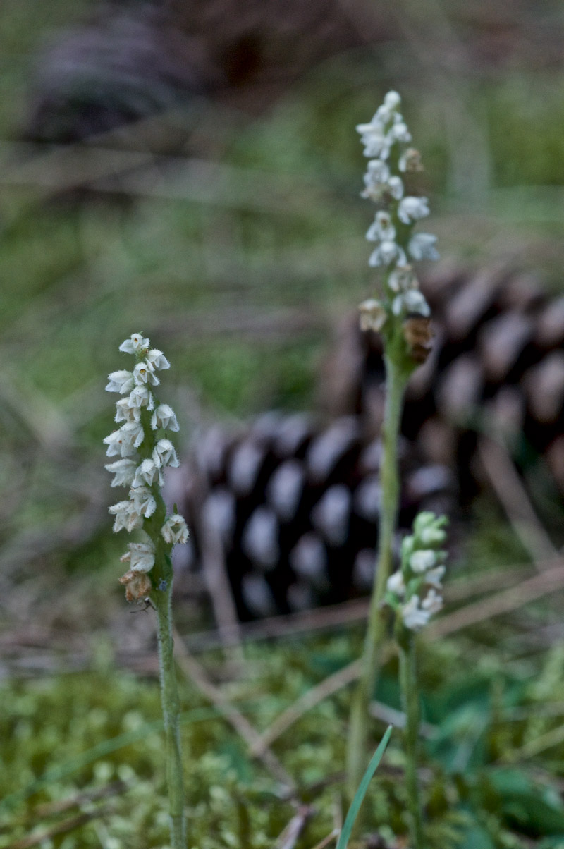 LadyTresses0408162