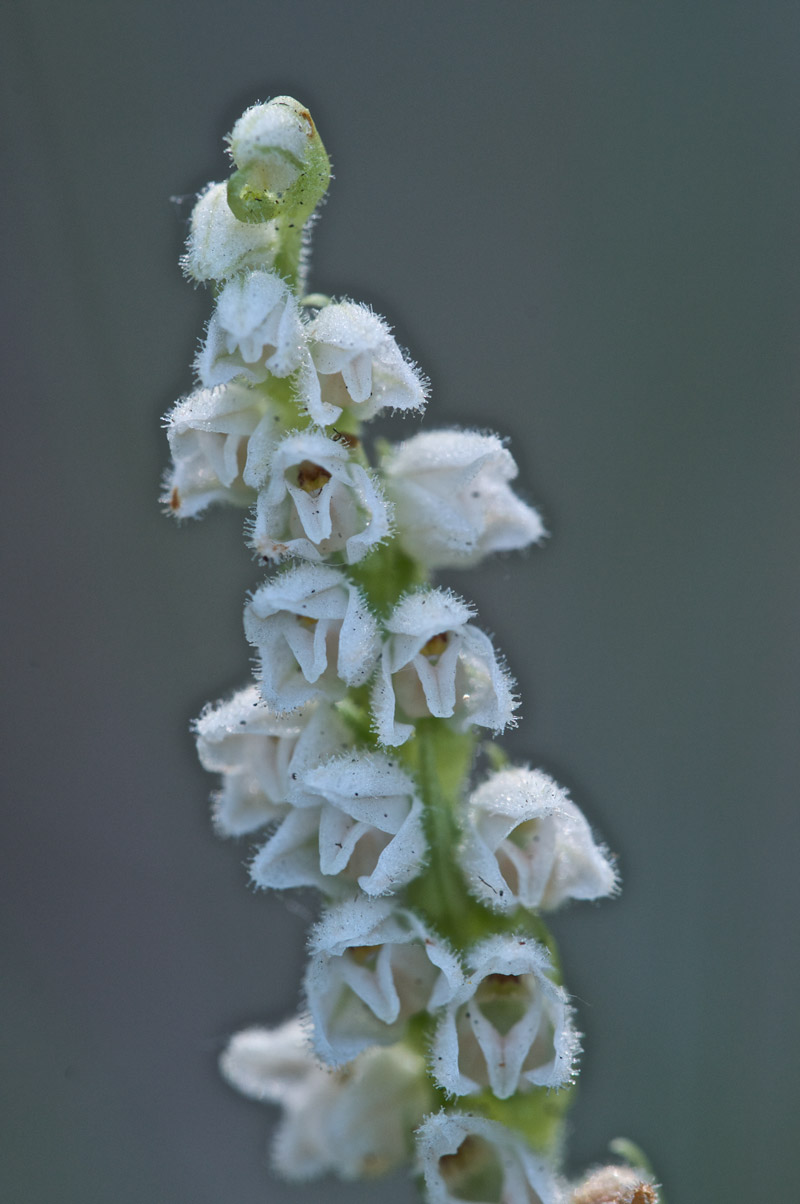 LadyTresses0408163