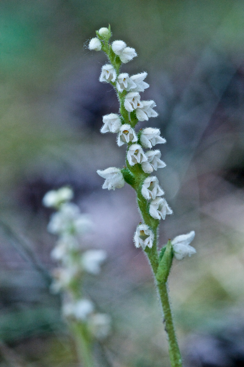 LadyTresses0408164