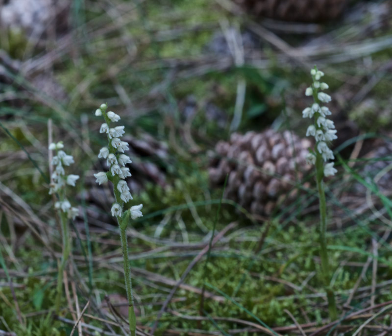 LadyTresses0408165