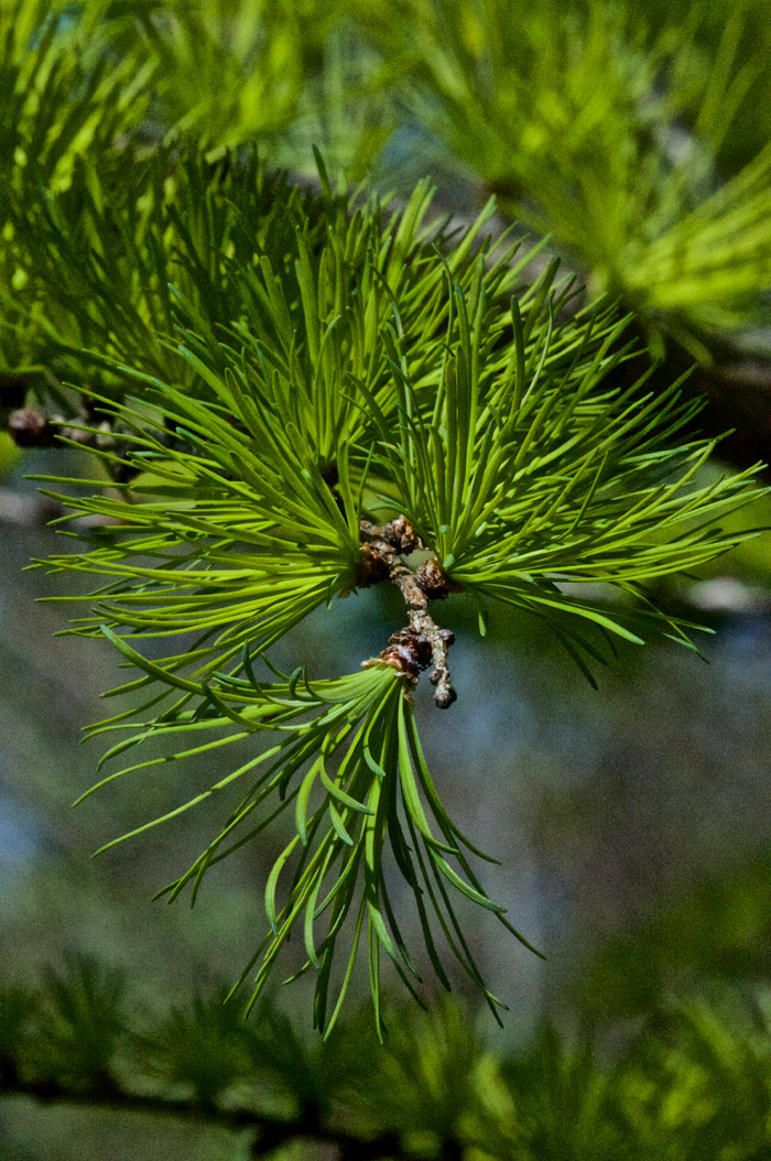 larch05050161