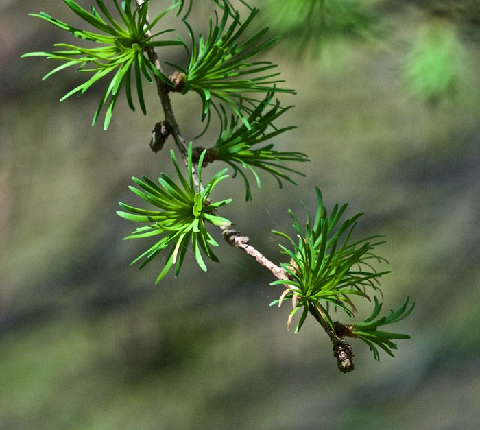 larch0505162