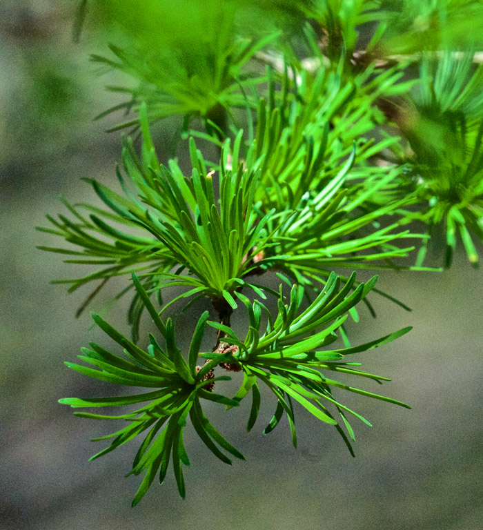 larch0505163