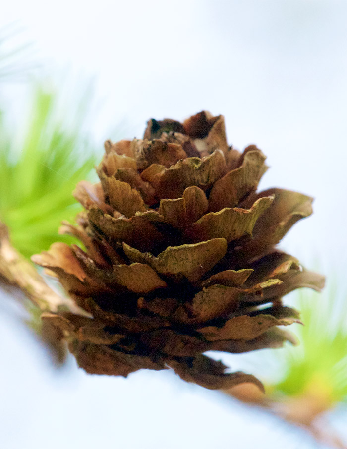 larch0505164