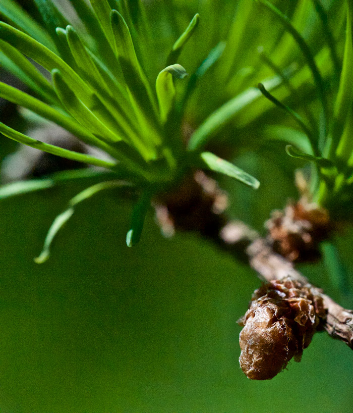 larch0505165