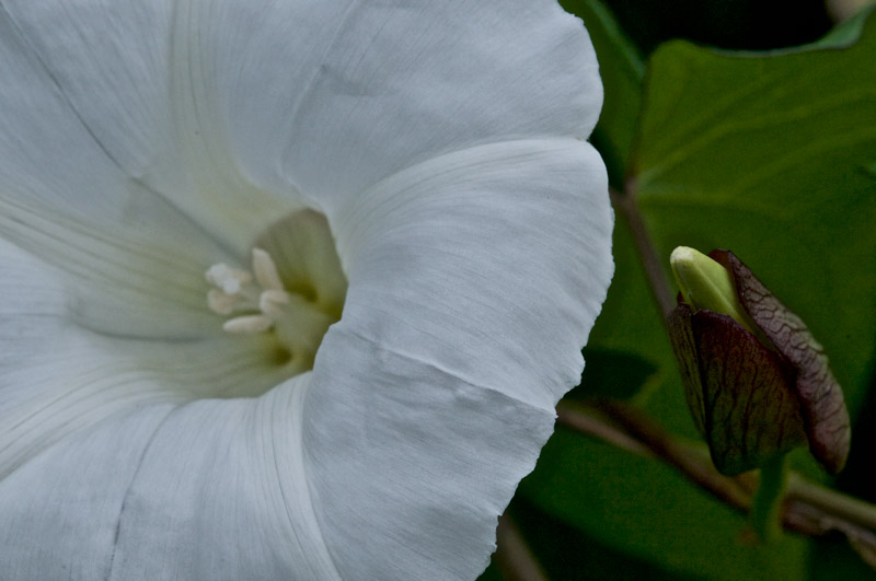 LargeBindweed1408162