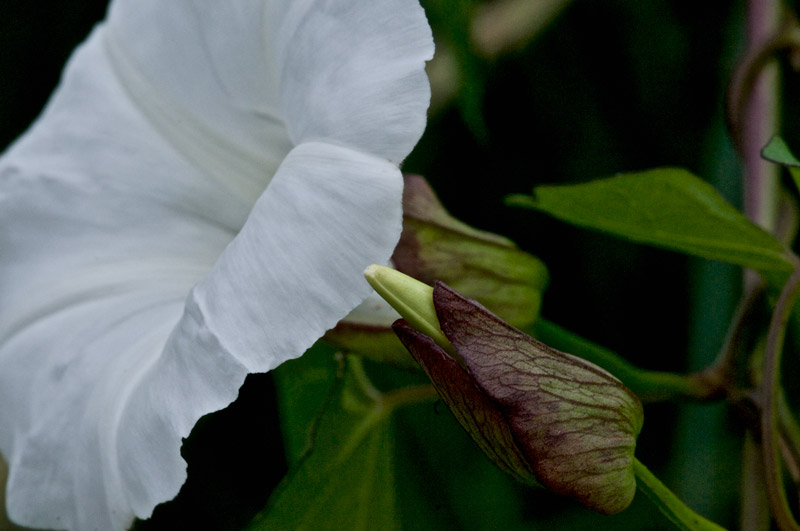 LargeBindweed1408163