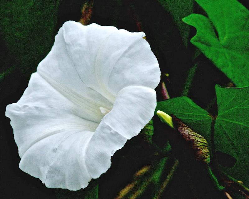 LargeBindweed1408164