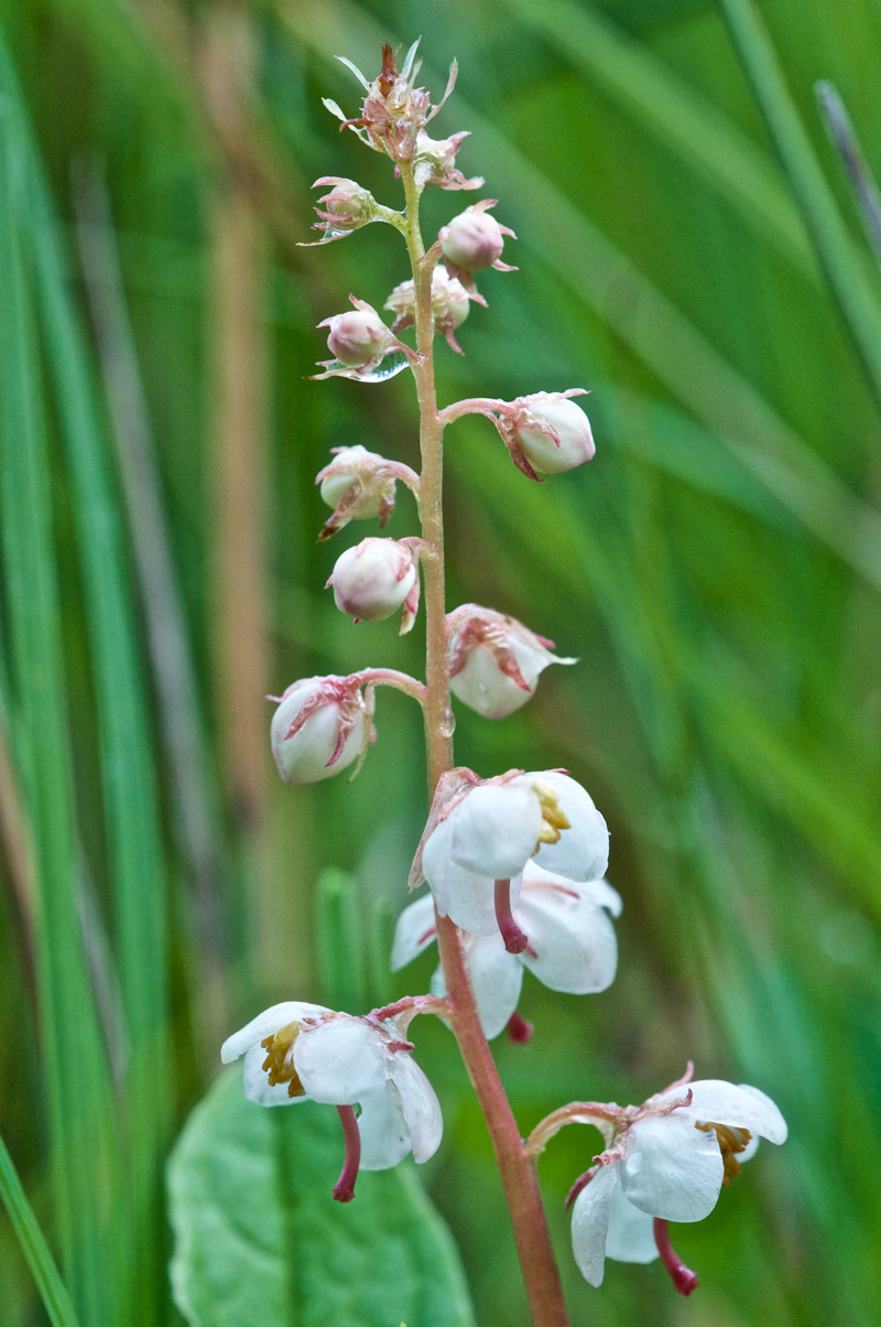 largewintergreen1606163