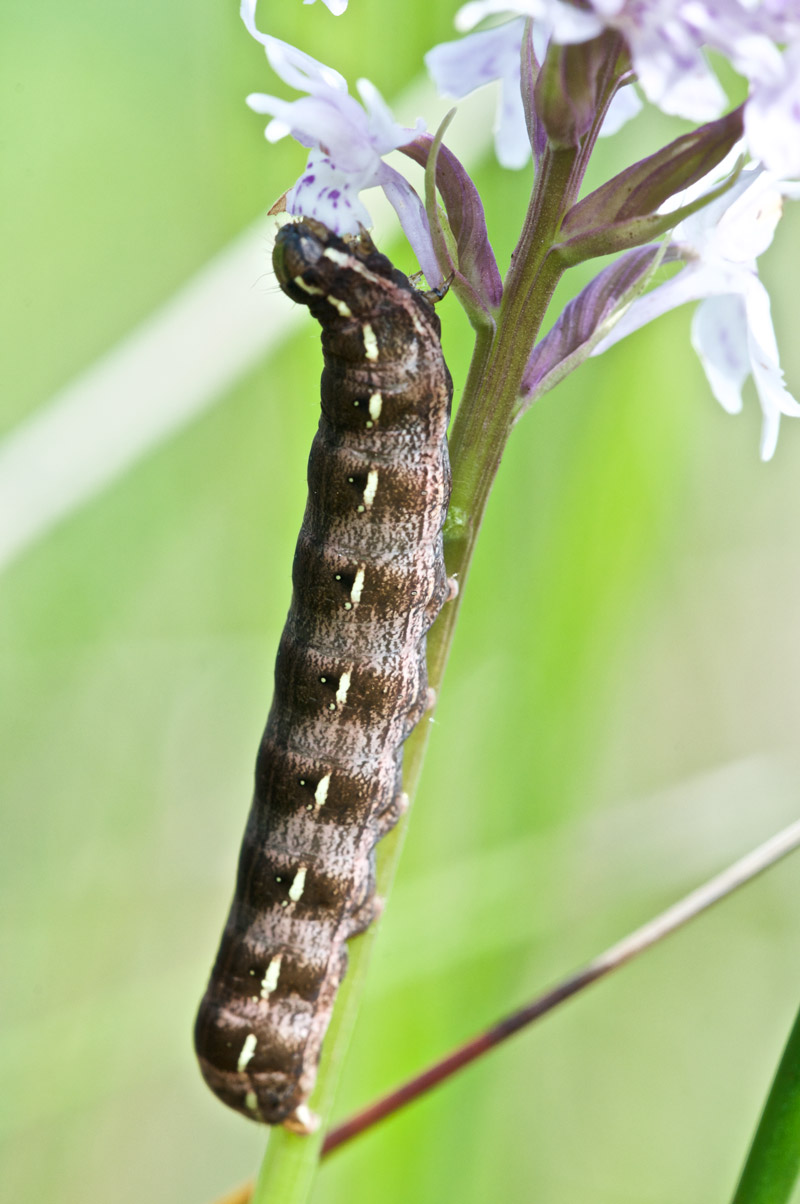 LargeYellowUnderwing060716