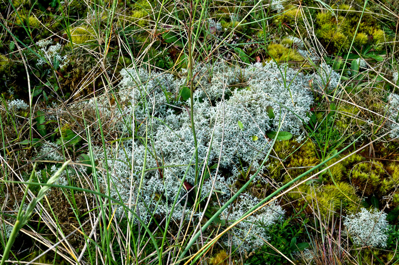 lichen0706164