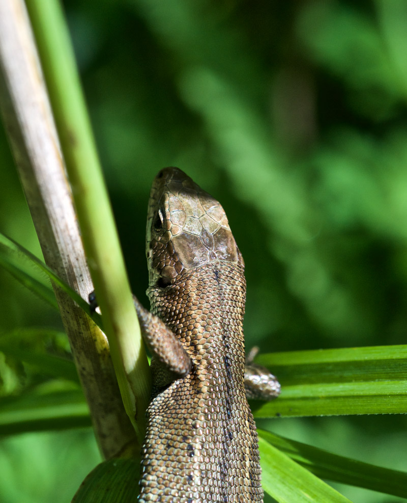 Lizard1407161