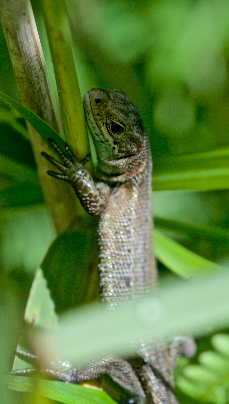 Lizard1407162