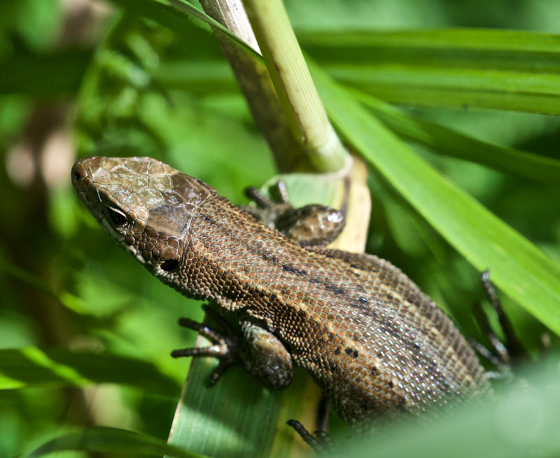 Lizard1407163