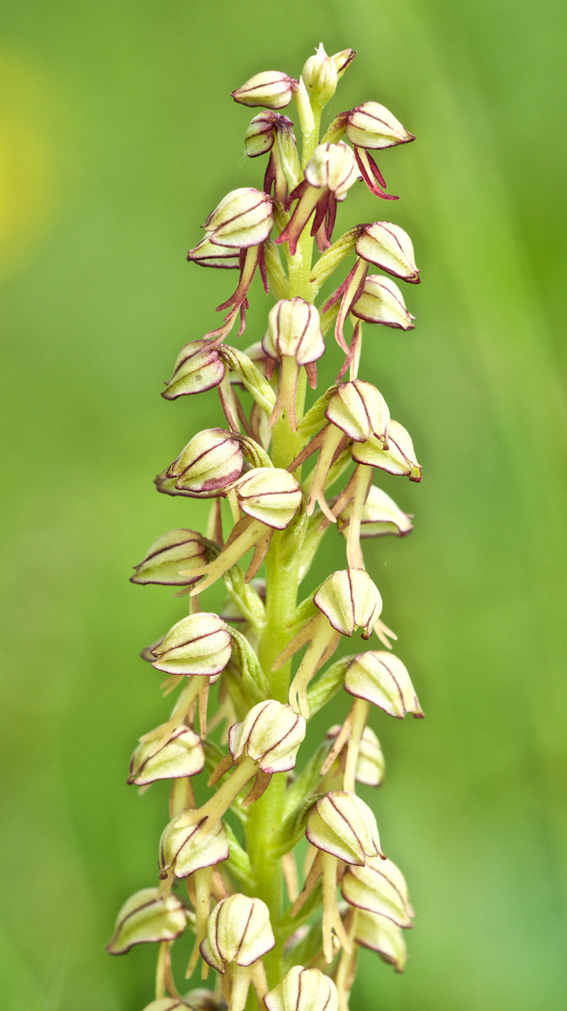 ManOrchid1906161