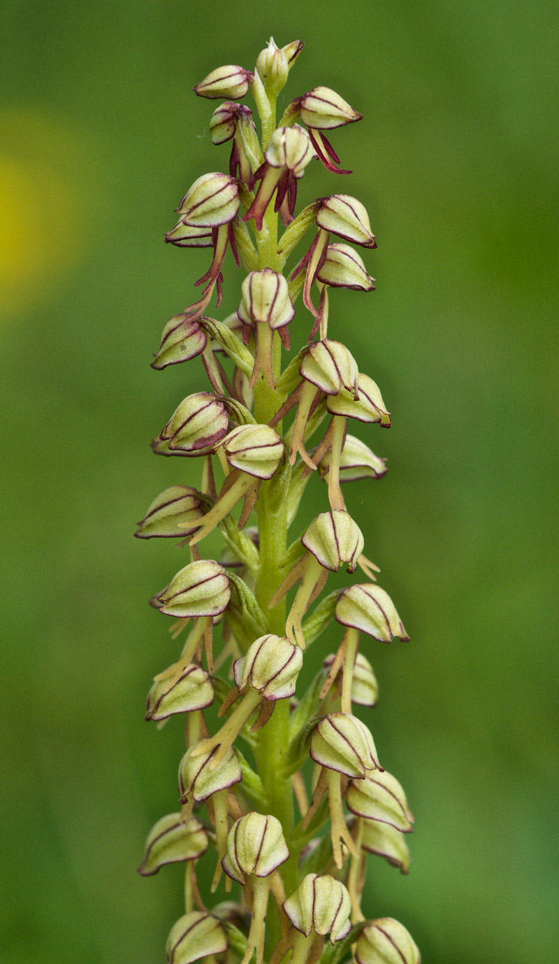 ManOrchid1906162