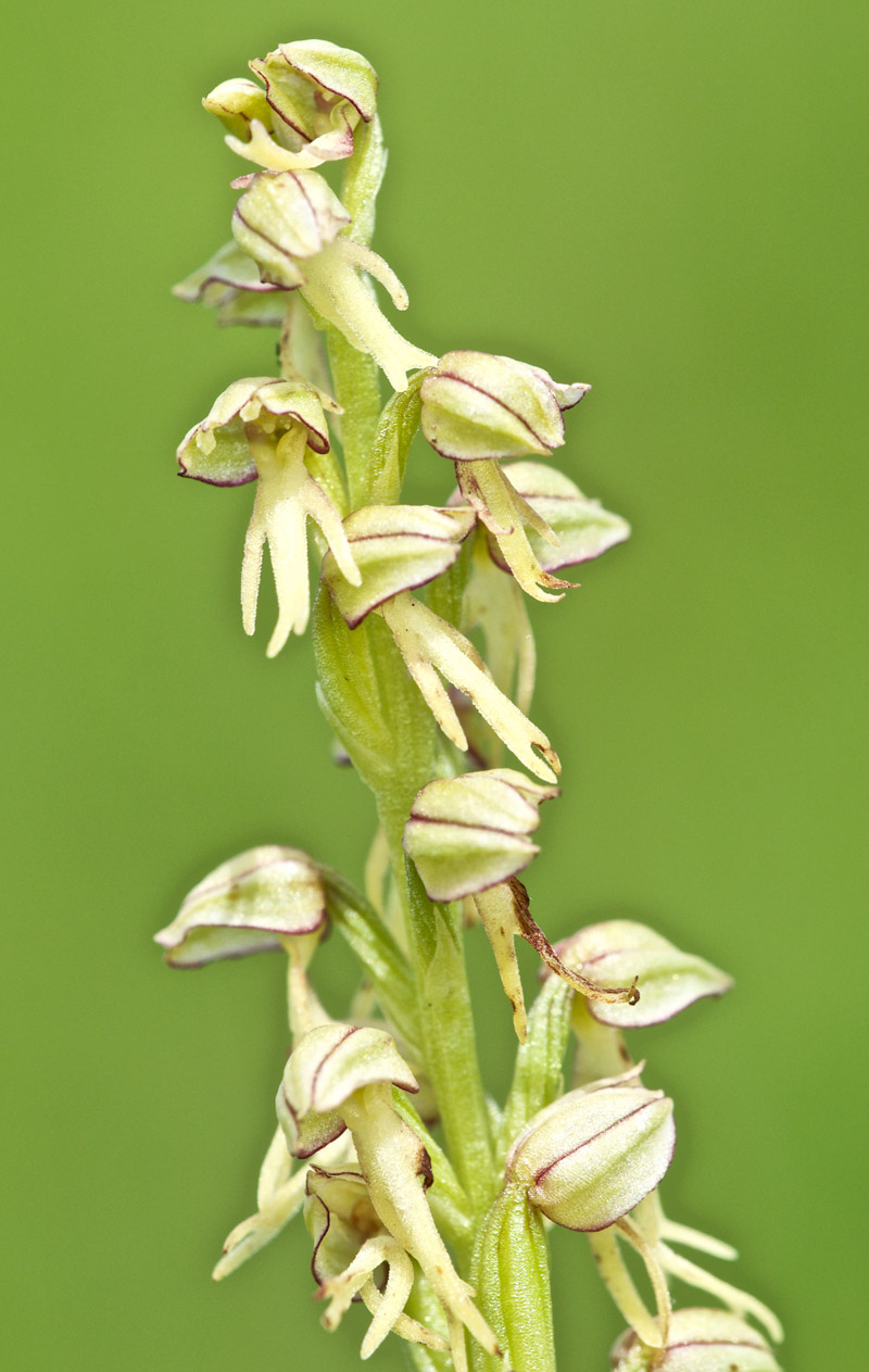 ManOrchid1906163