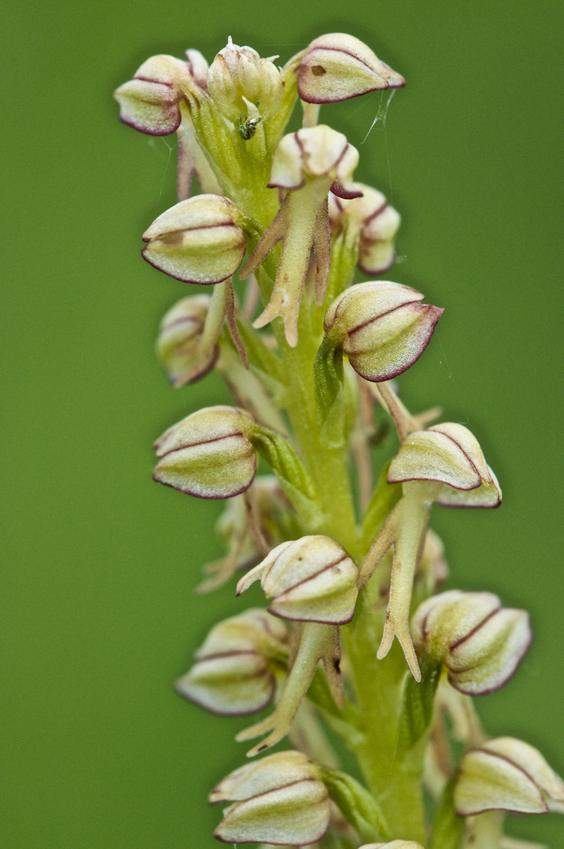 ManOrchid1906164