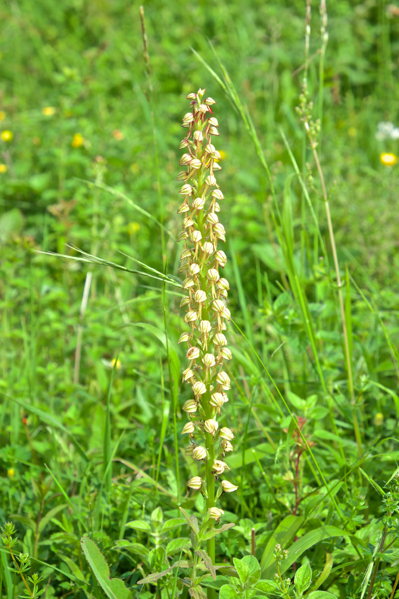 ManOrchid1906167