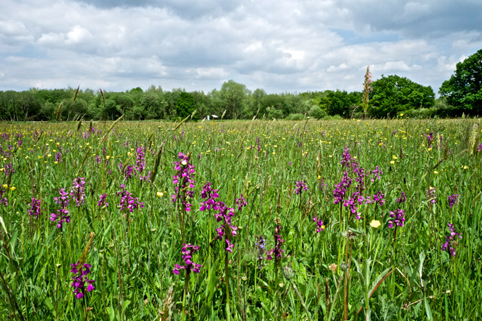 MardenMeadow1505161