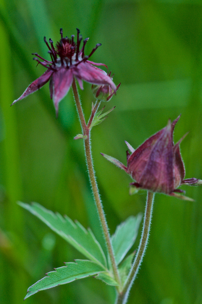 marshcinquefoil3006161