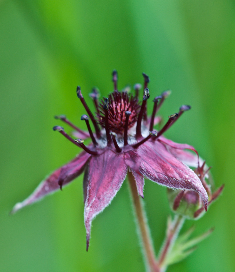 MarshCinqufoil3006162