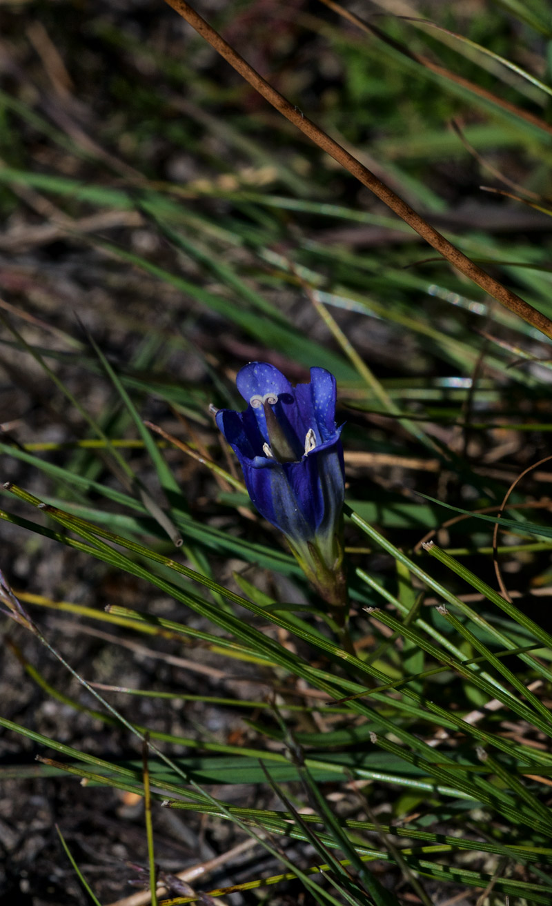 MarshGentian1208161