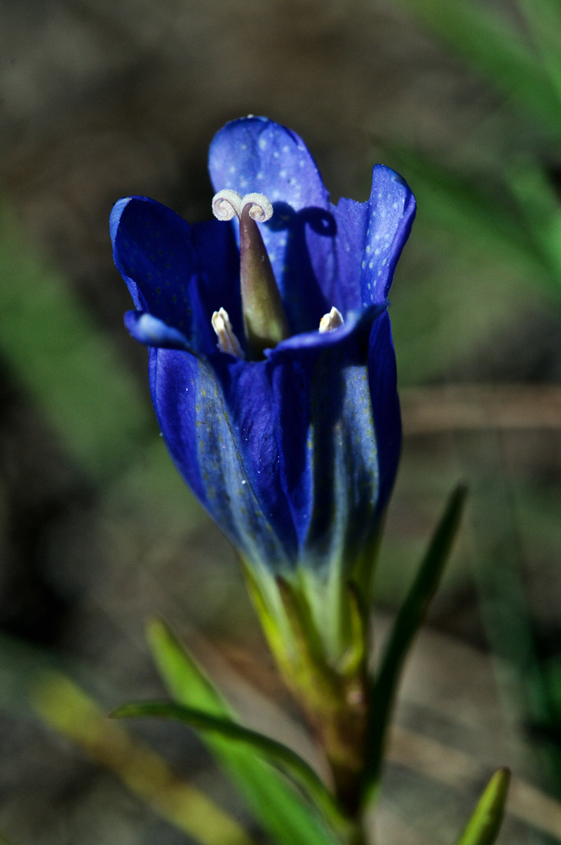 MarshGentian1208162