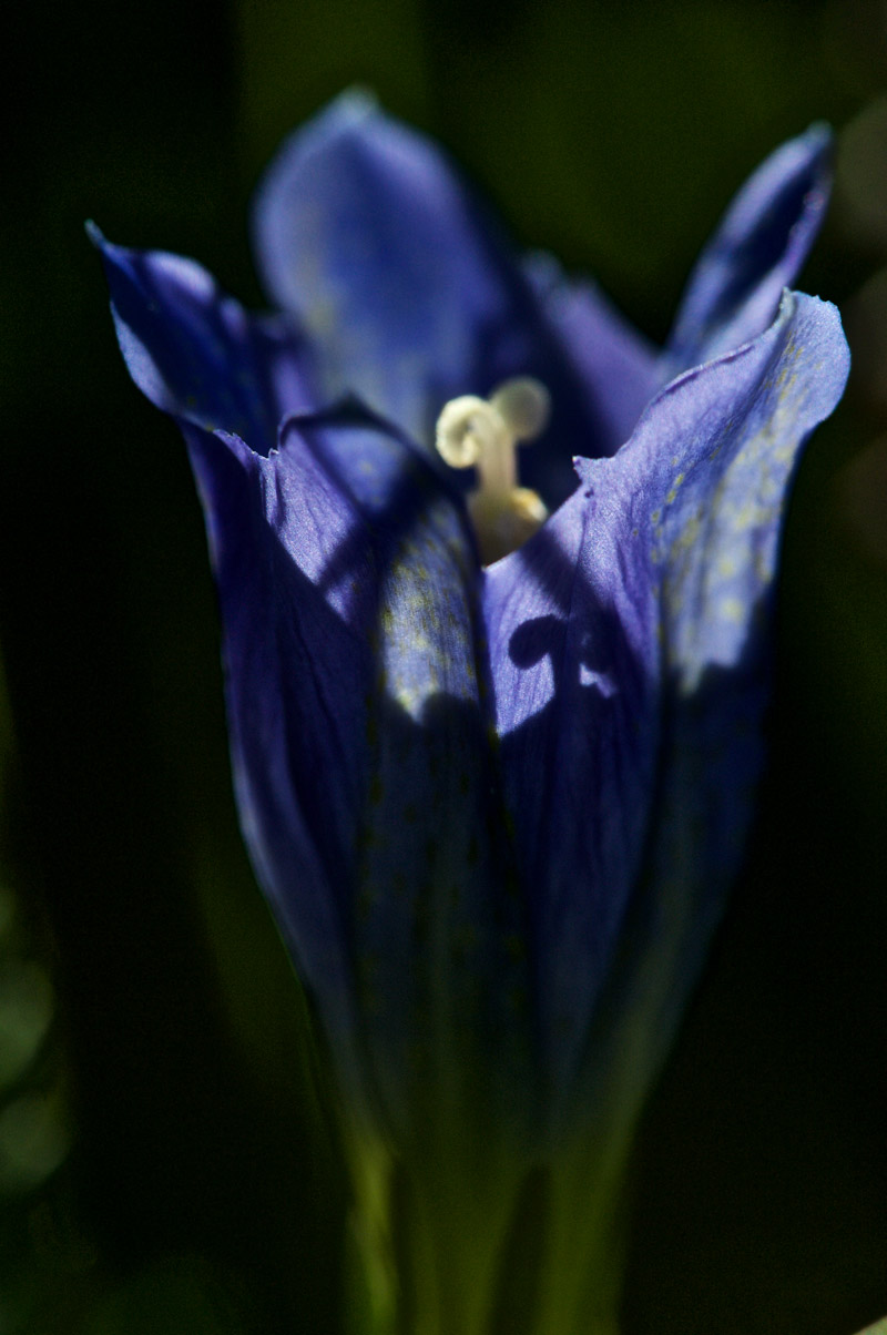 MarshGentian1208163