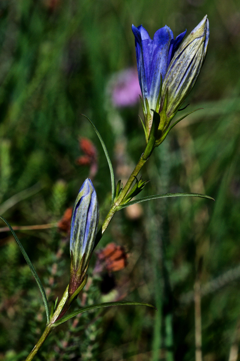 MarshGentian1208164