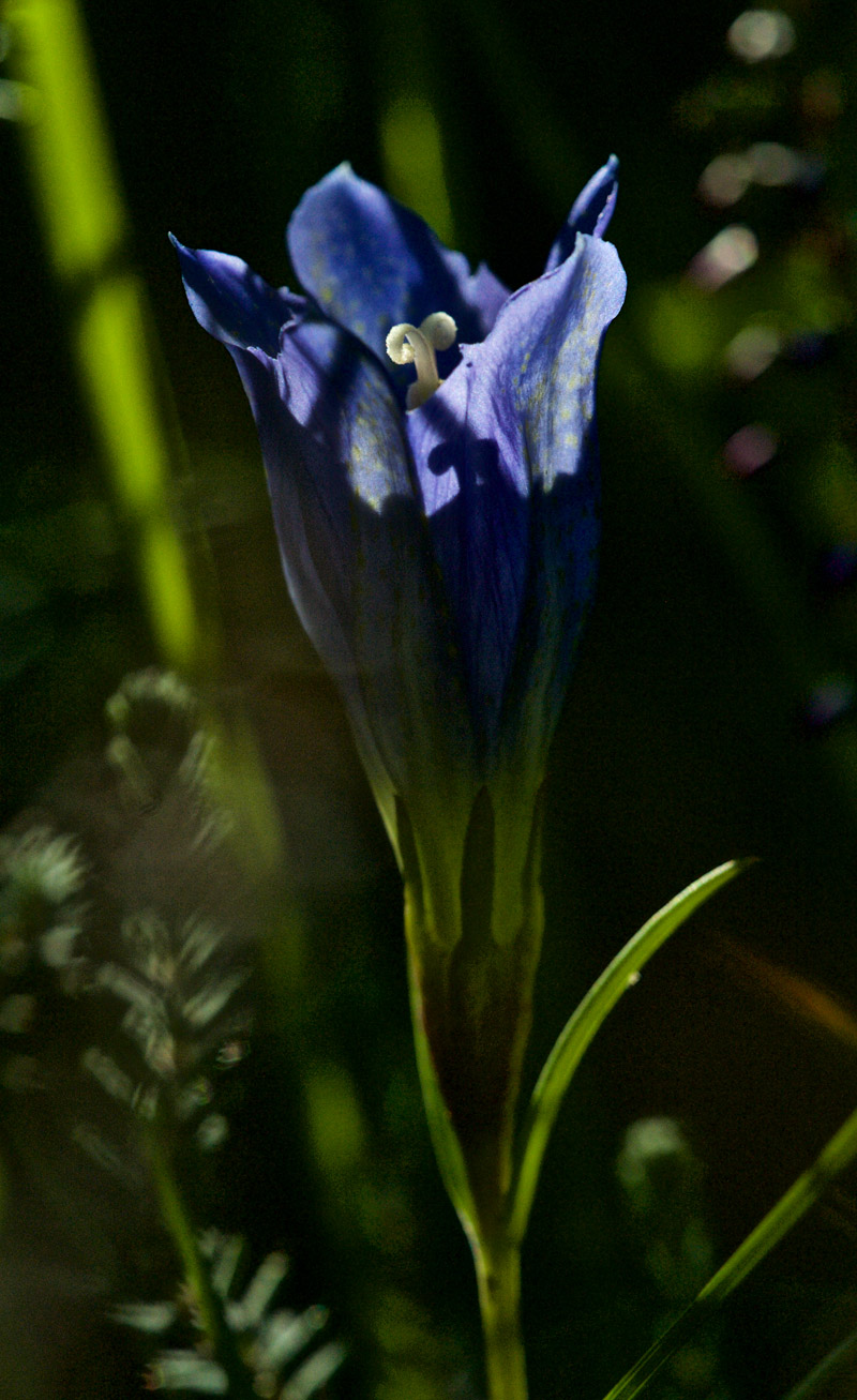 MarshGentian1208165