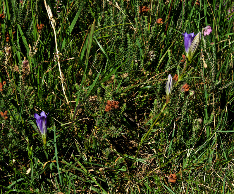 MarshGentian1208166