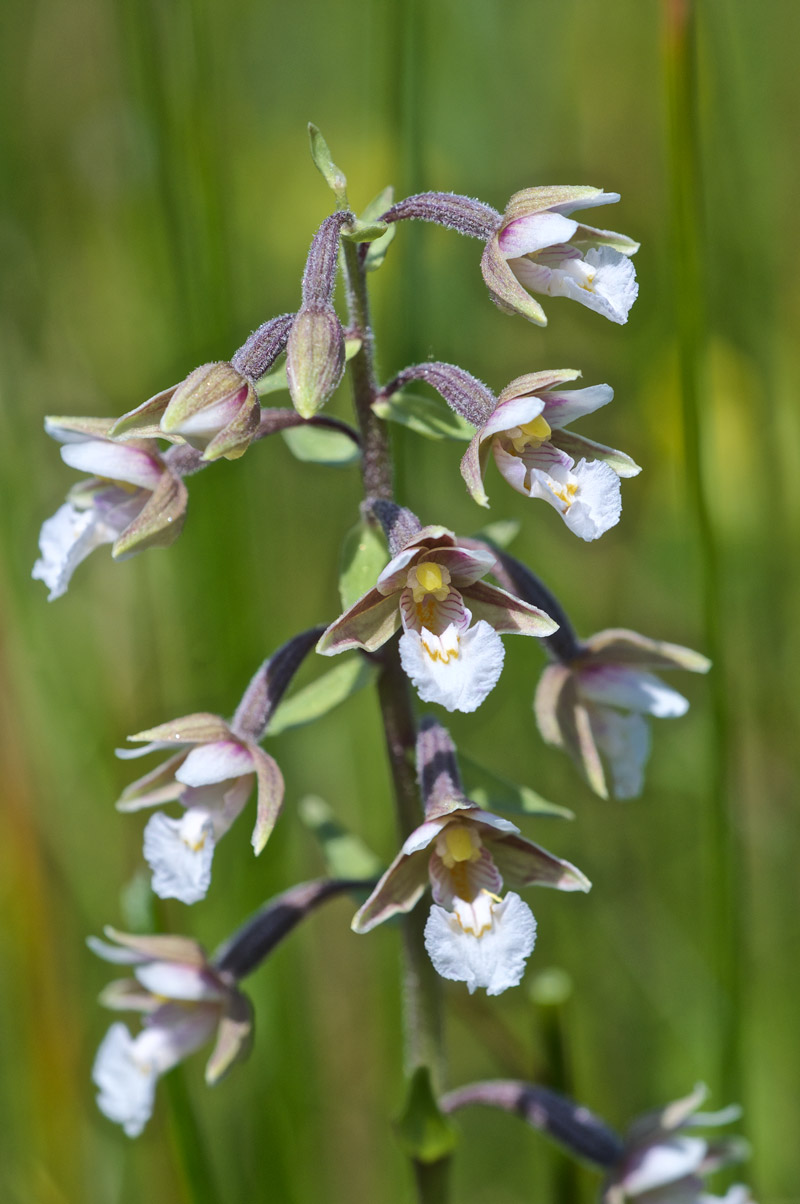 MarshHelleborine0407161