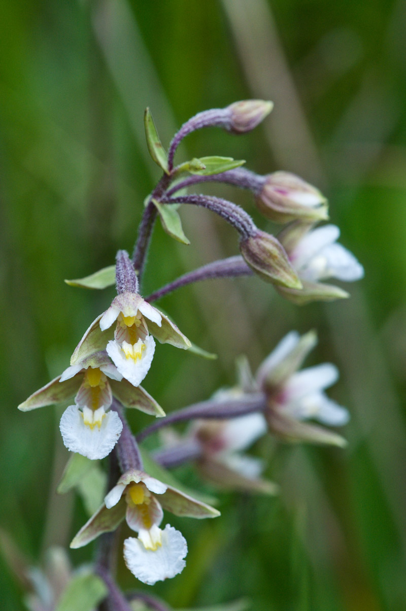 marshhelleborine3006161